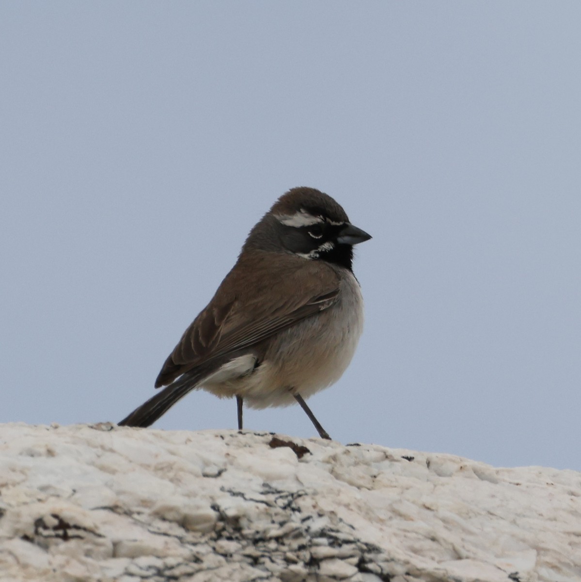 Black-throated Sparrow - ML635775260