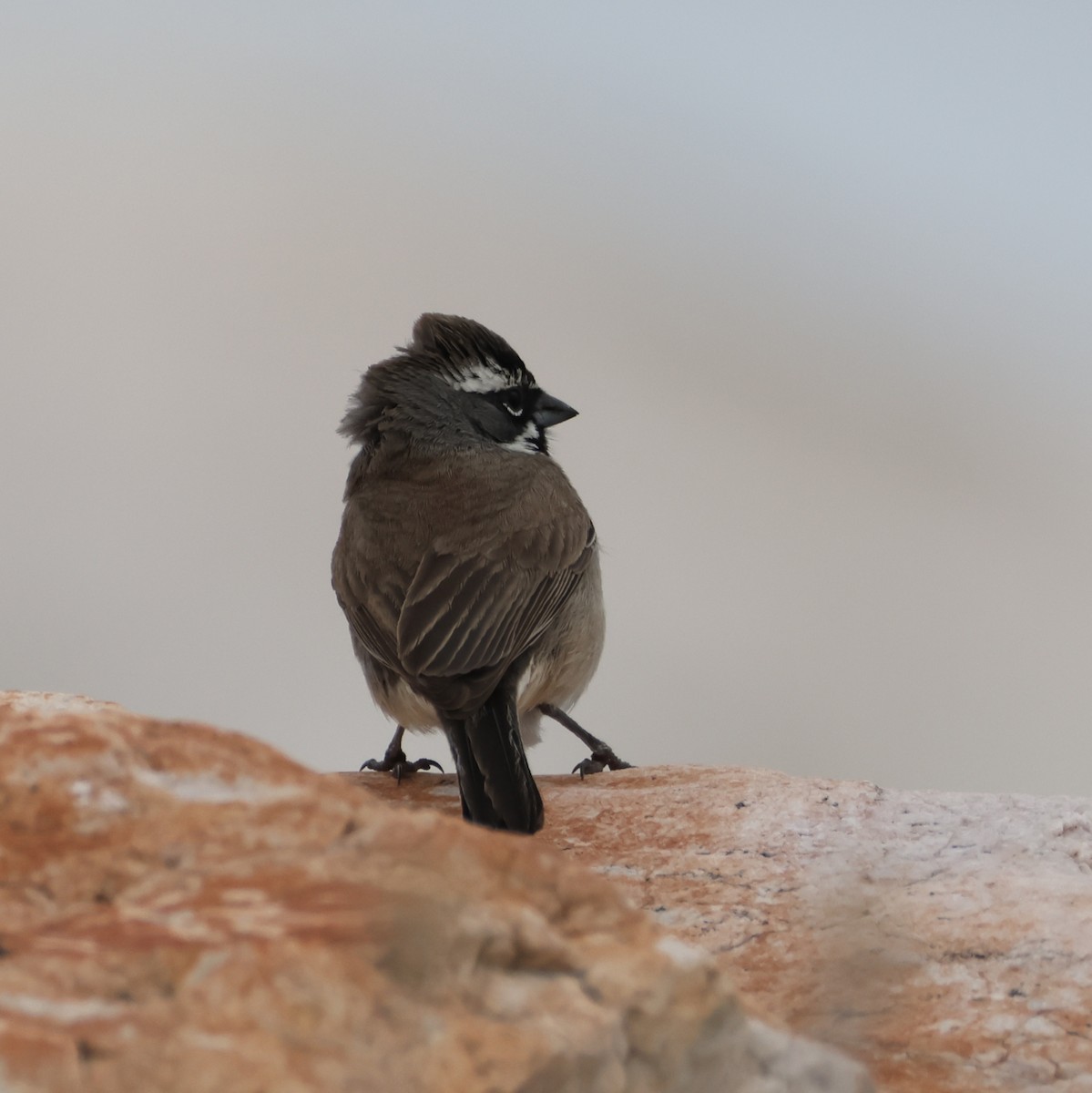 Black-throated Sparrow - ML635775261