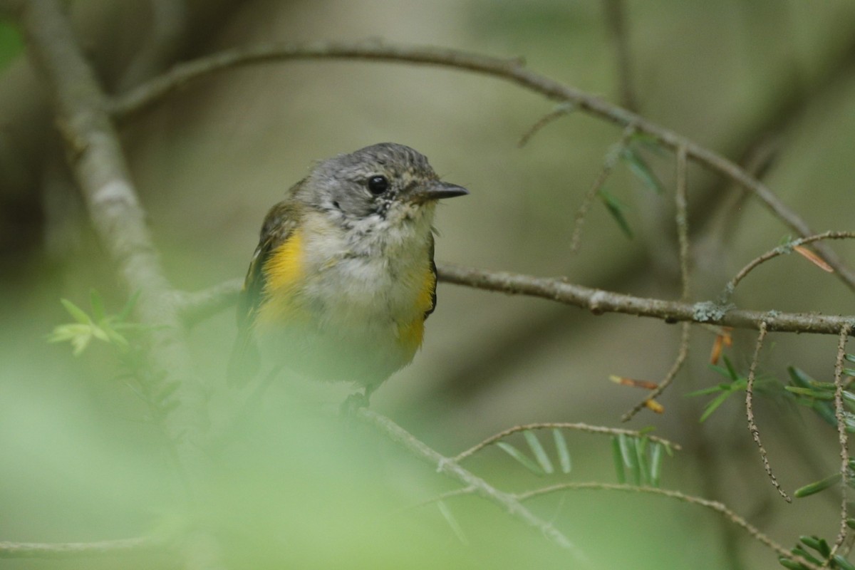 American Redstart - ML635775271