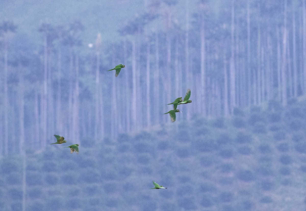 Golden-plumed Parakeet - ML635775275