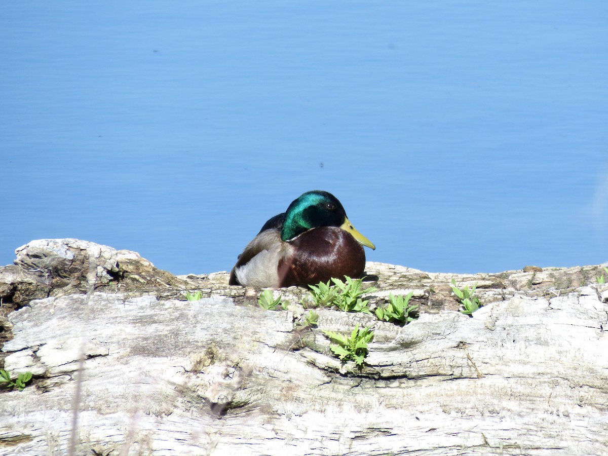 Mallard - ML635775283