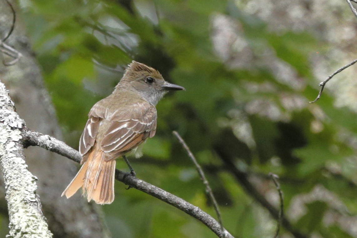 Great Crested Flycatcher - ML635775287