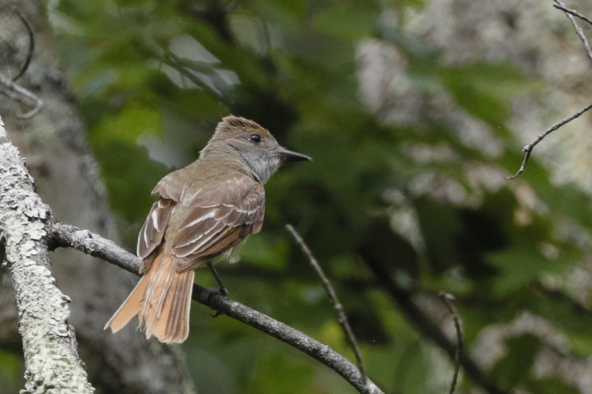 Great Crested Flycatcher - ML635775288