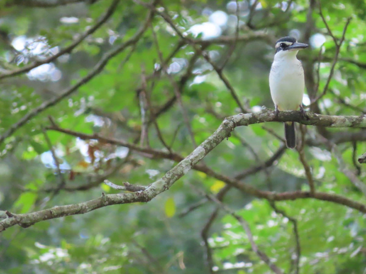 Pacific Kingfisher - ML635775298