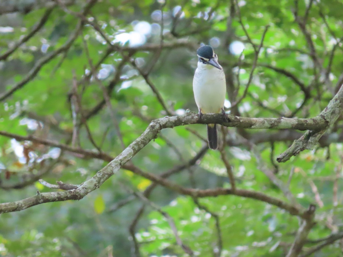Pacific Kingfisher - ML635775305