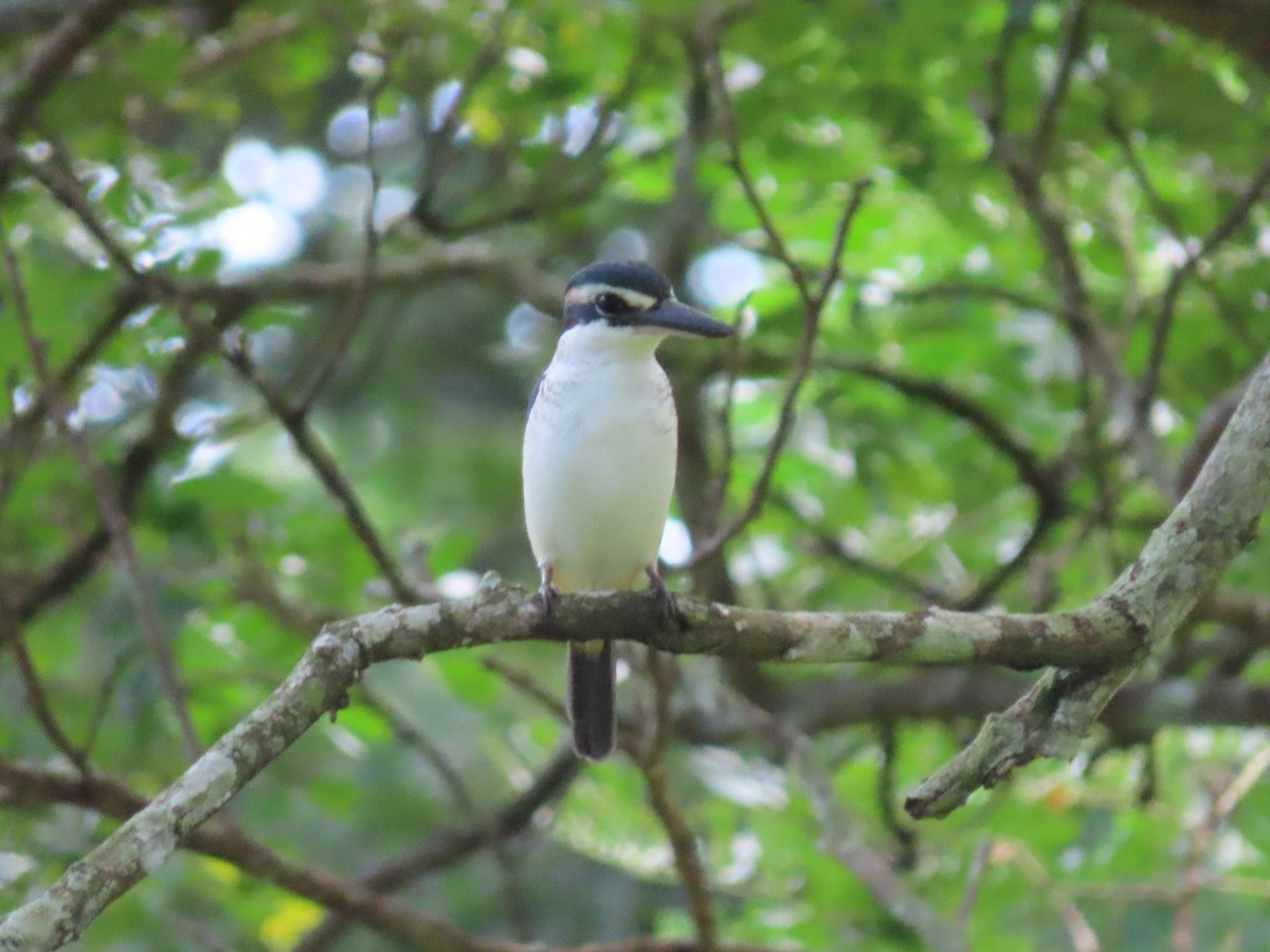 Pacific Kingfisher - ML635775317