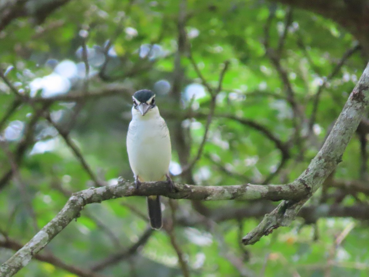 Pacific Kingfisher - ML635775323