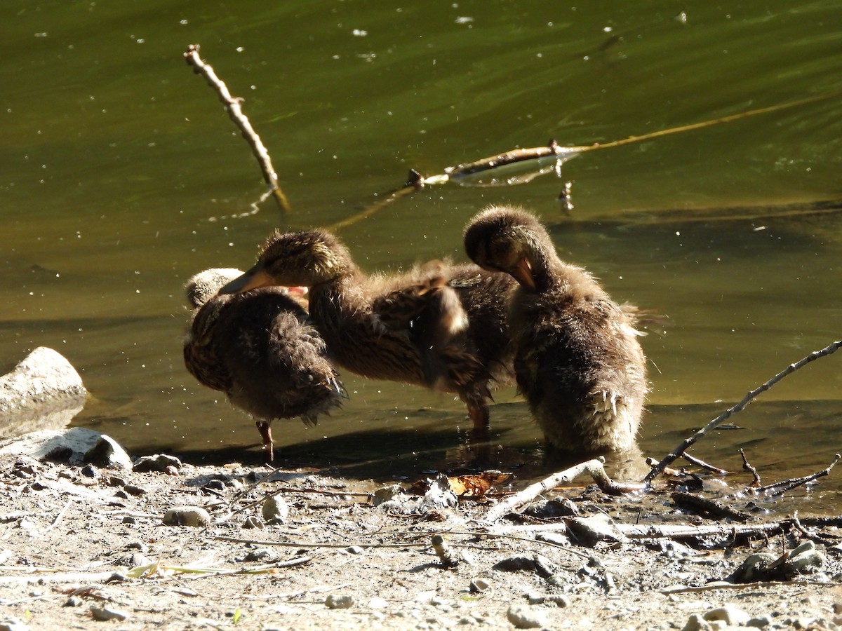 Mallard - ML635775326