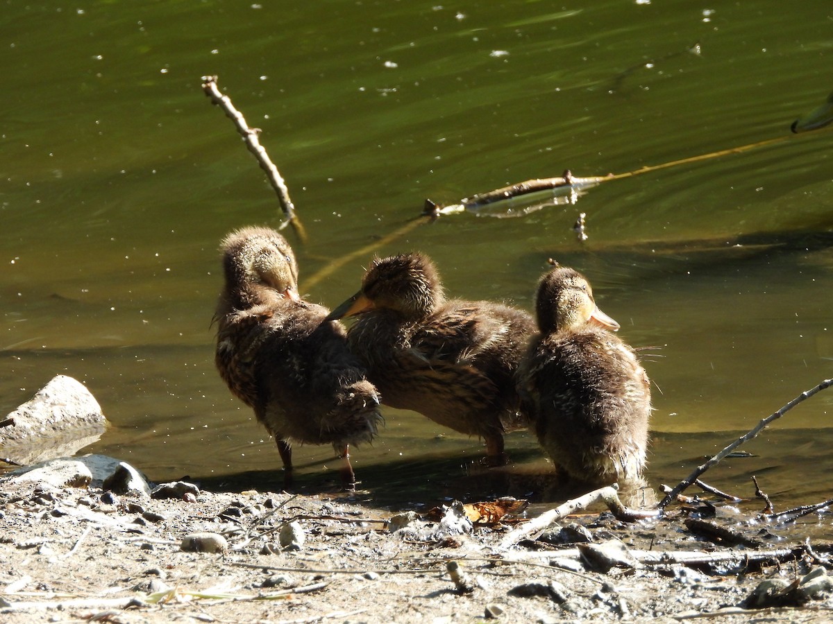 Mallard - ML635775329
