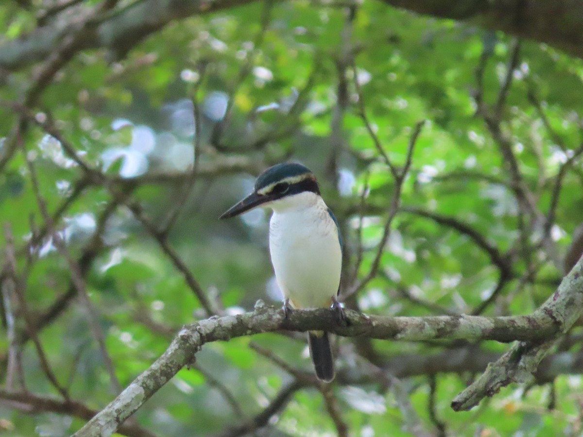 Pacific Kingfisher - ML635775342