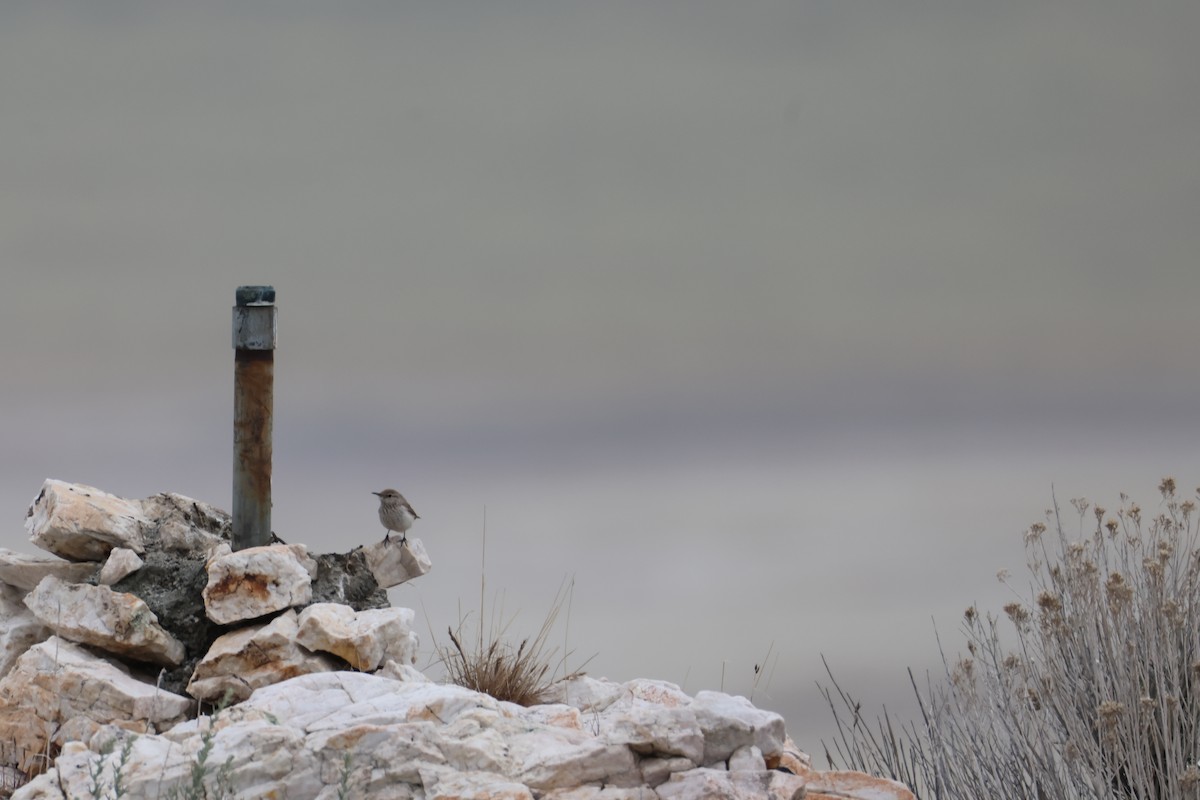 Rock Wren - ML635775356