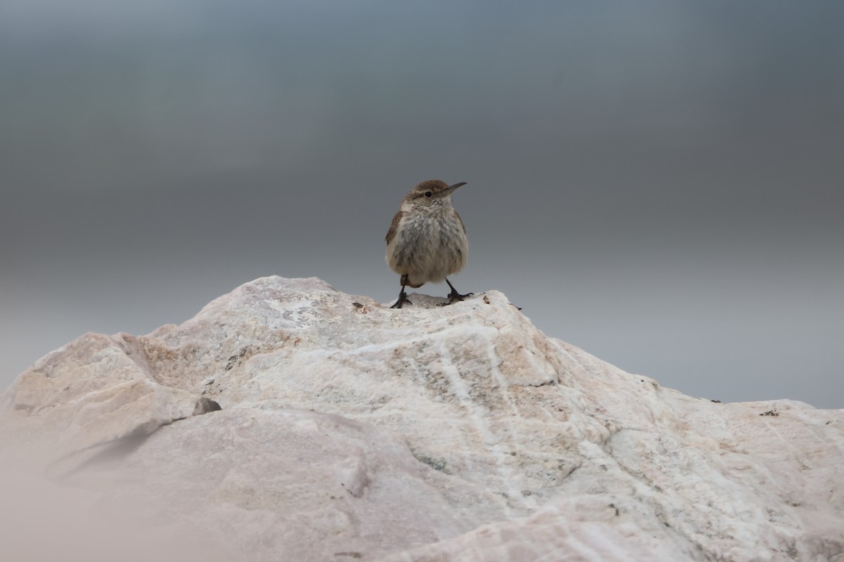 Rock Wren - ML635775357