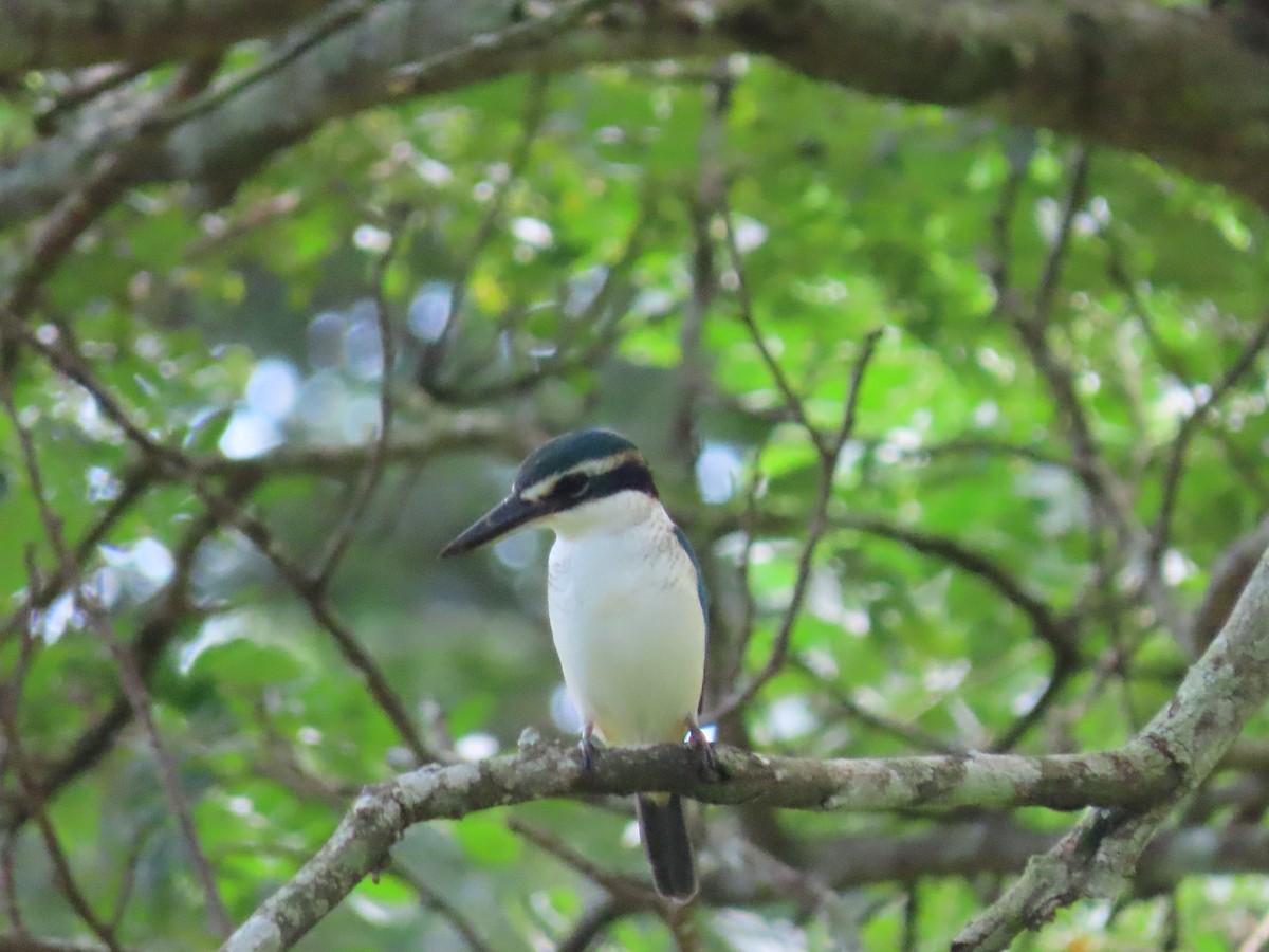 Pacific Kingfisher - ML635775359