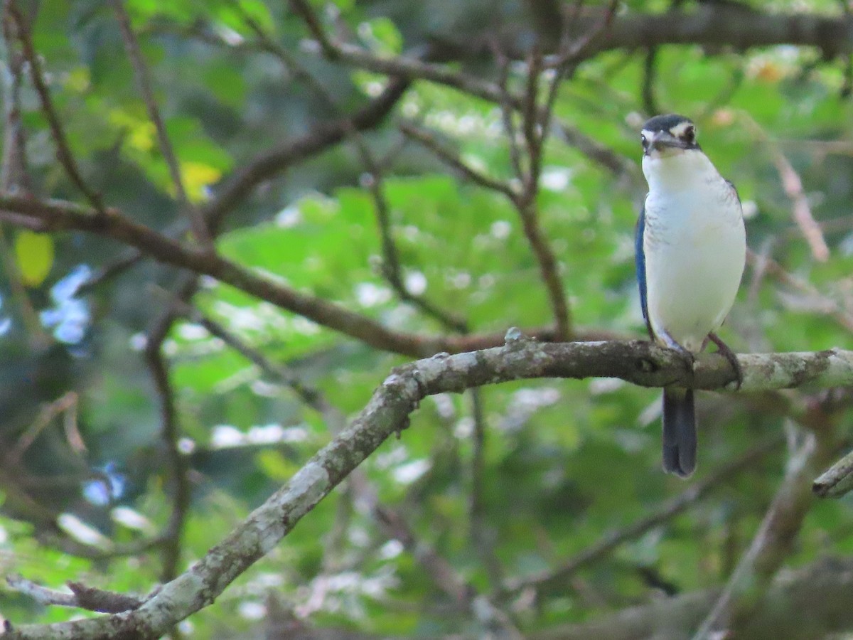 Pacific Kingfisher - ML635775371