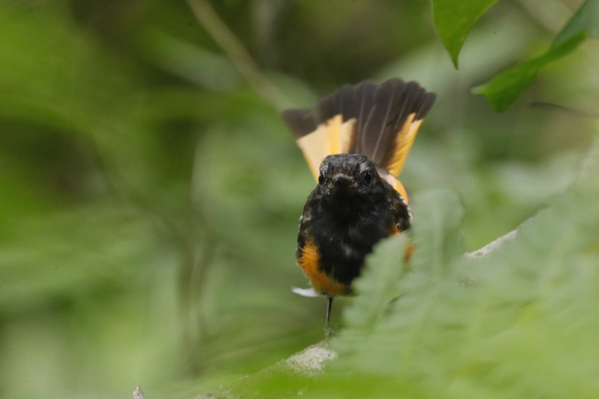 American Redstart - ML635775399