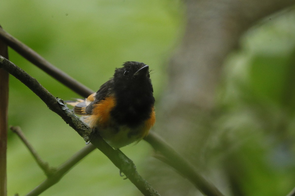 American Redstart - ML635775401