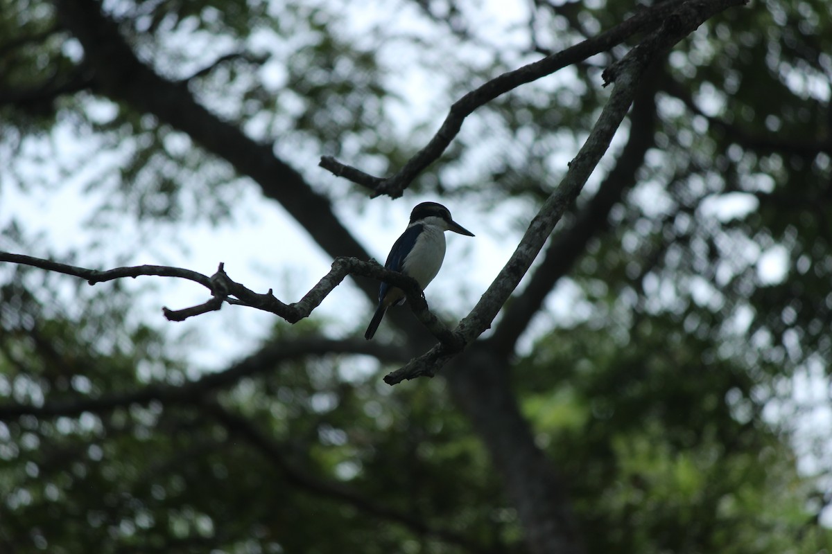 Pacific Kingfisher - ML635775407