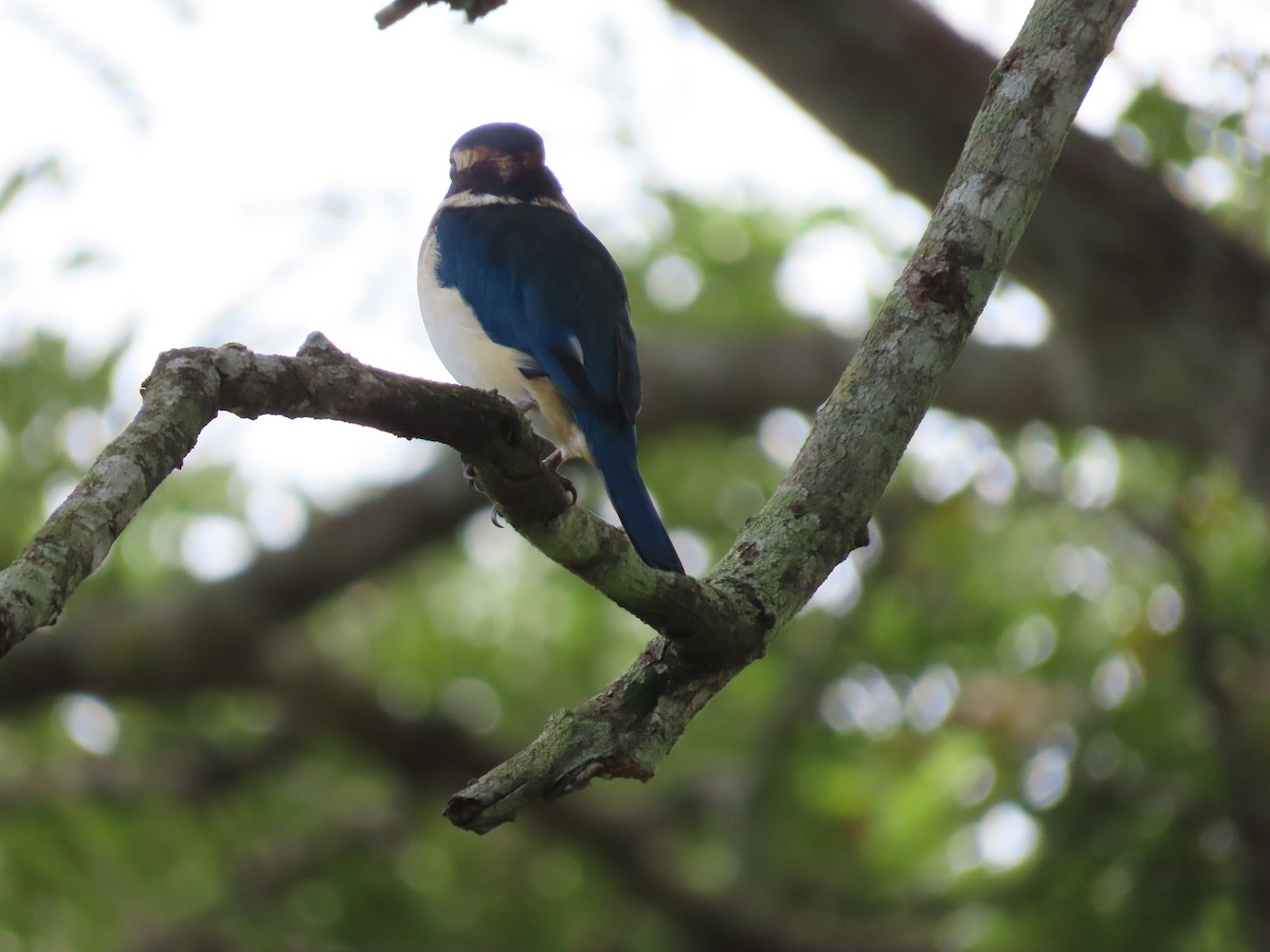 Pacific Kingfisher - ML635775413