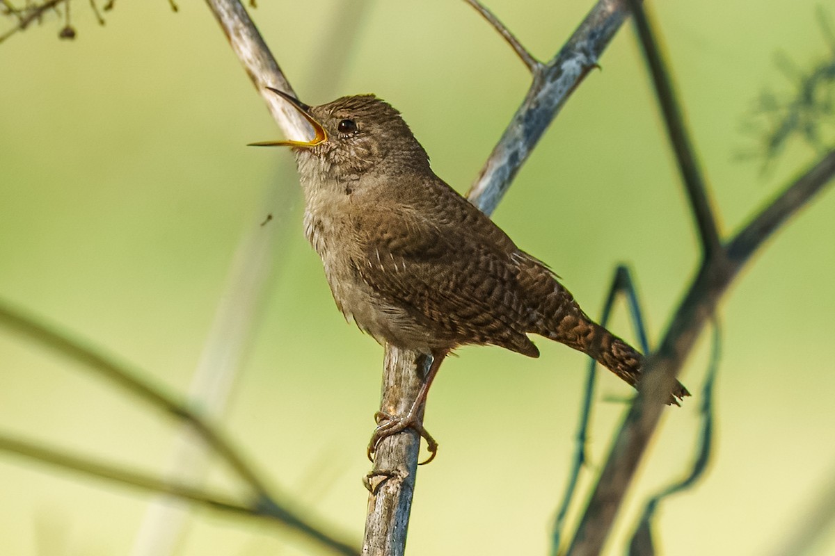 Northern House Wren (Northern) - ML635775415