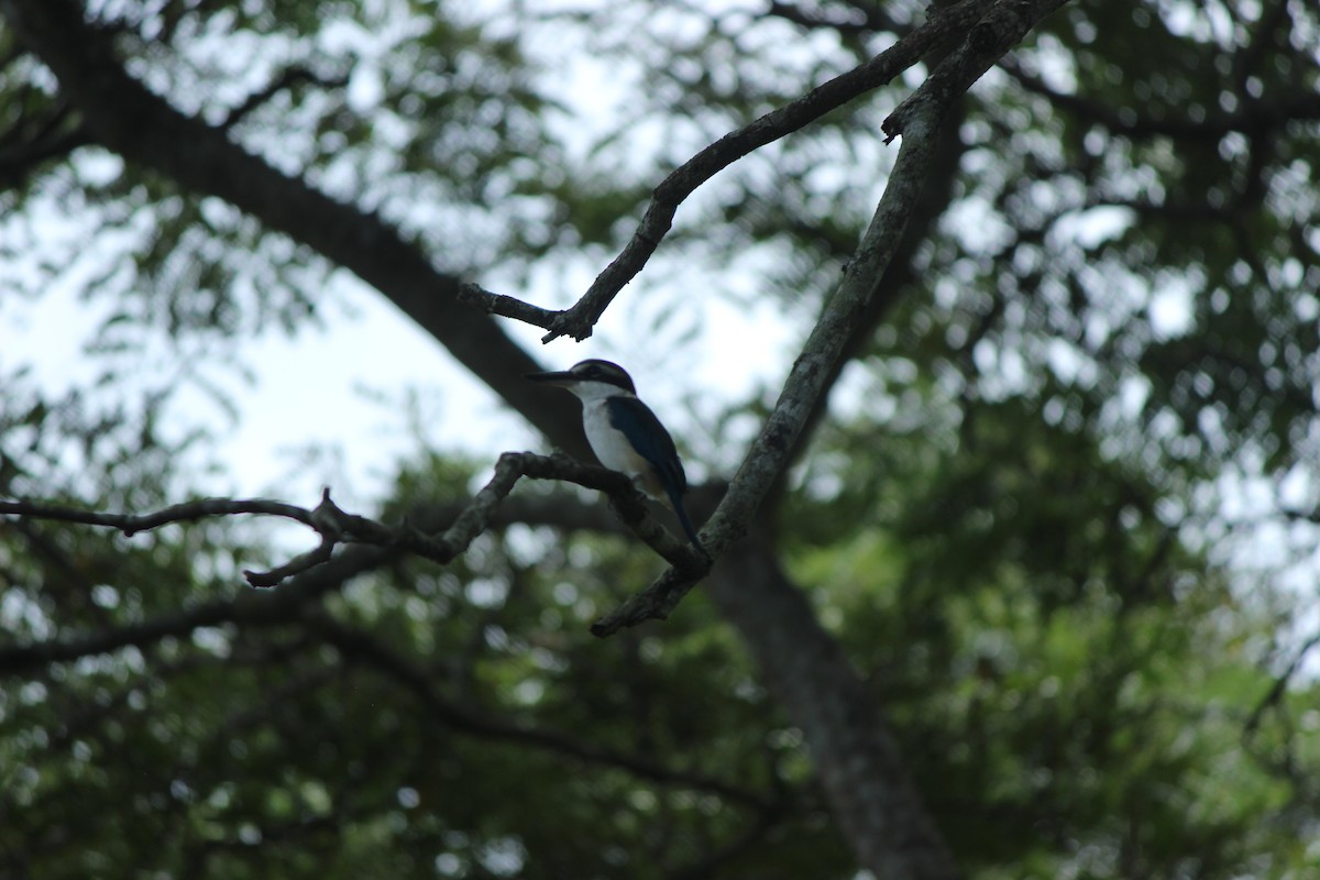 Pacific Kingfisher - ML635775423