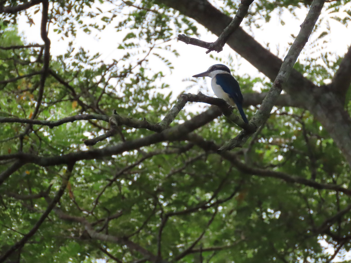 Pacific Kingfisher - ML635775433