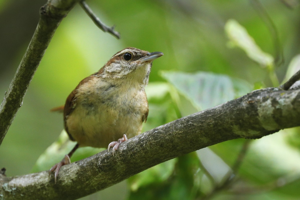 Carolina Wren - ML635775444