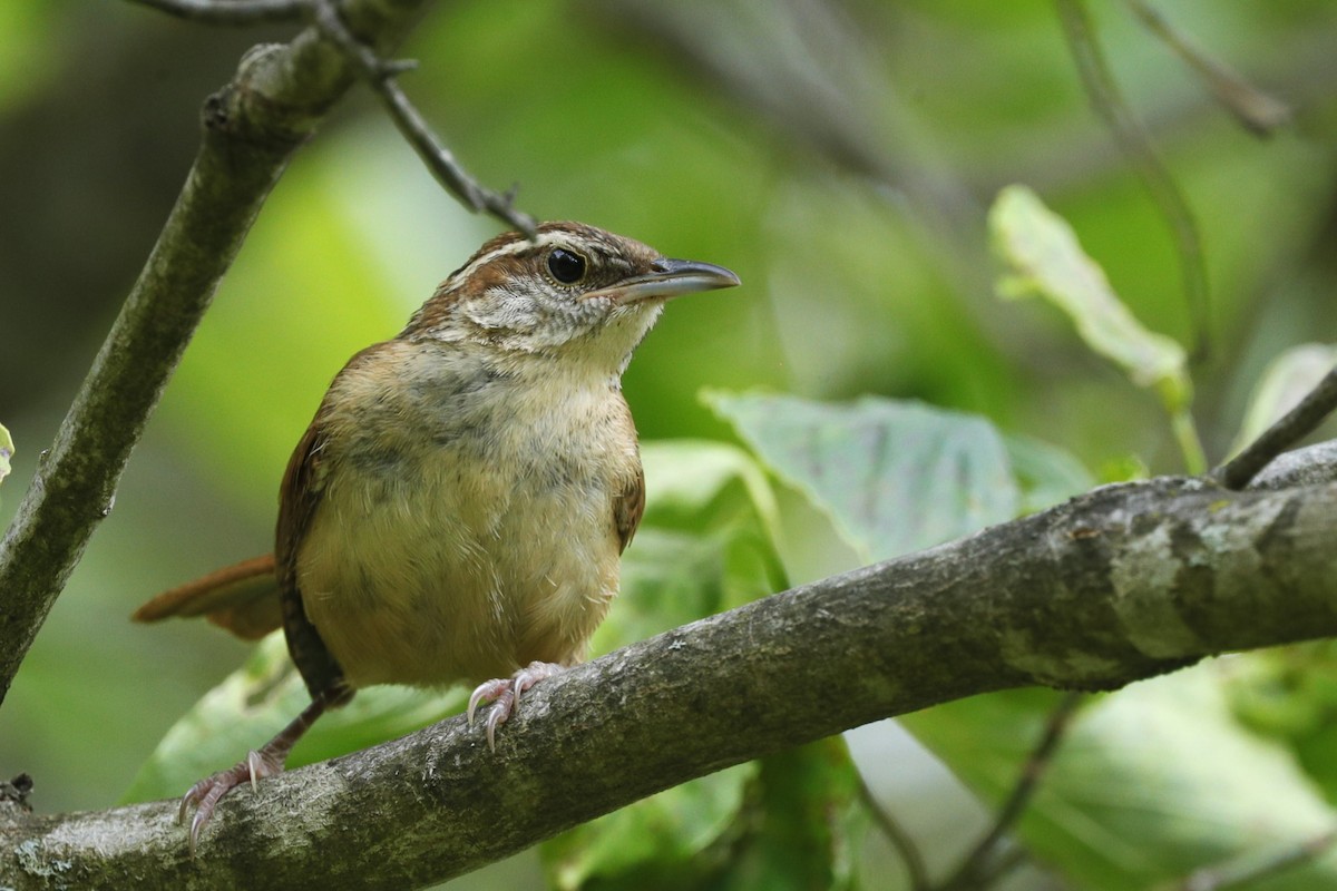 Carolina Wren - ML635775446