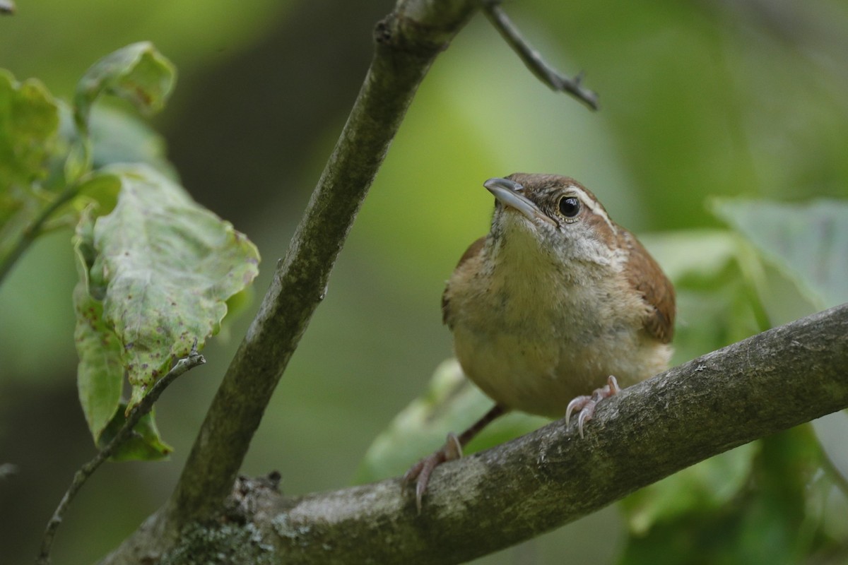 Carolina Wren - ML635775448