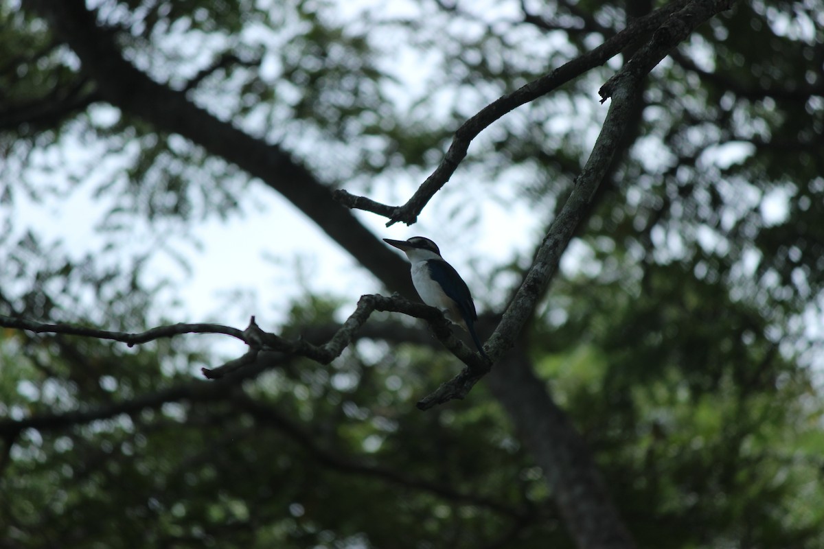 Pacific Kingfisher - ML635775457