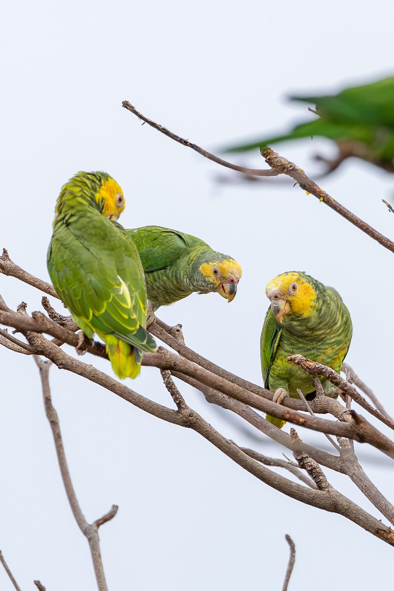 Yellow-faced Parrot - ML635775466
