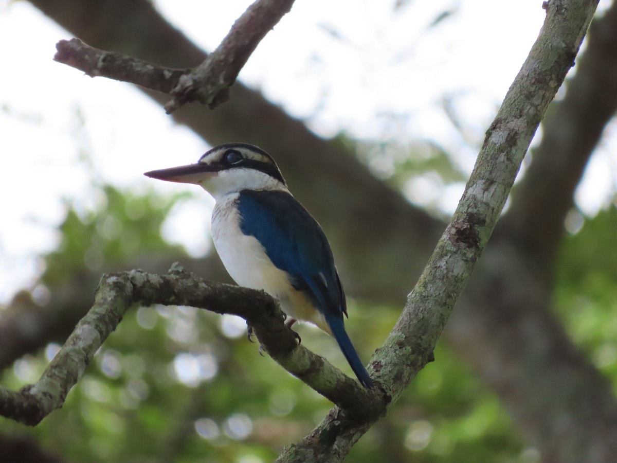 Pacific Kingfisher - ML635775478
