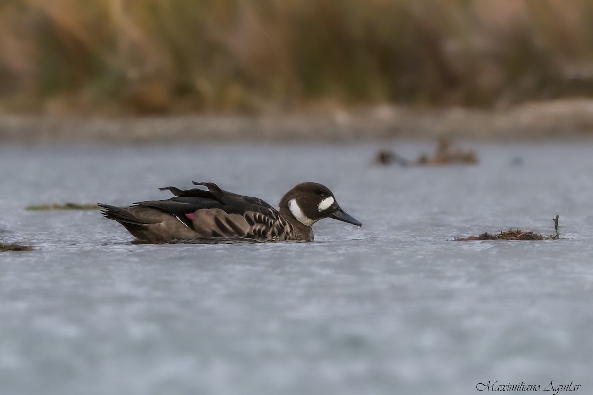 Spectacled Duck - ML635775480