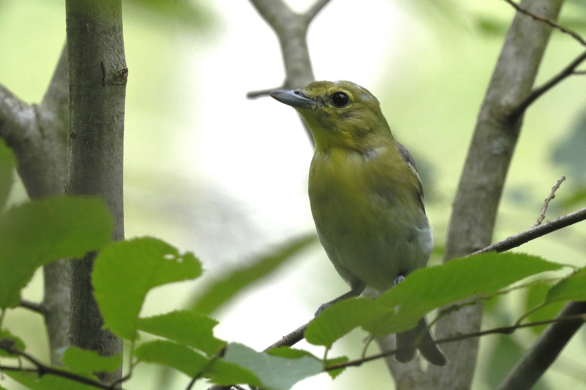 Yellow-throated Vireo - ML635775482