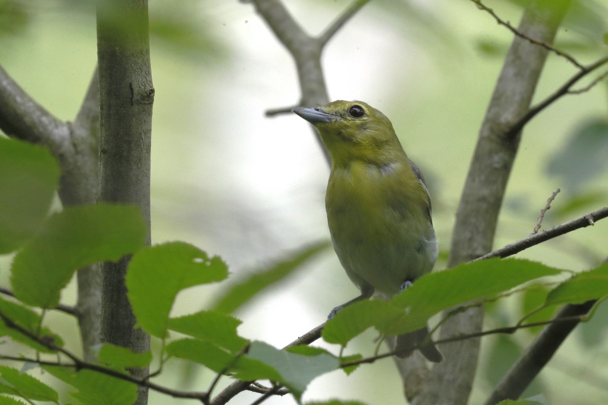 Yellow-throated Vireo - ML635775483