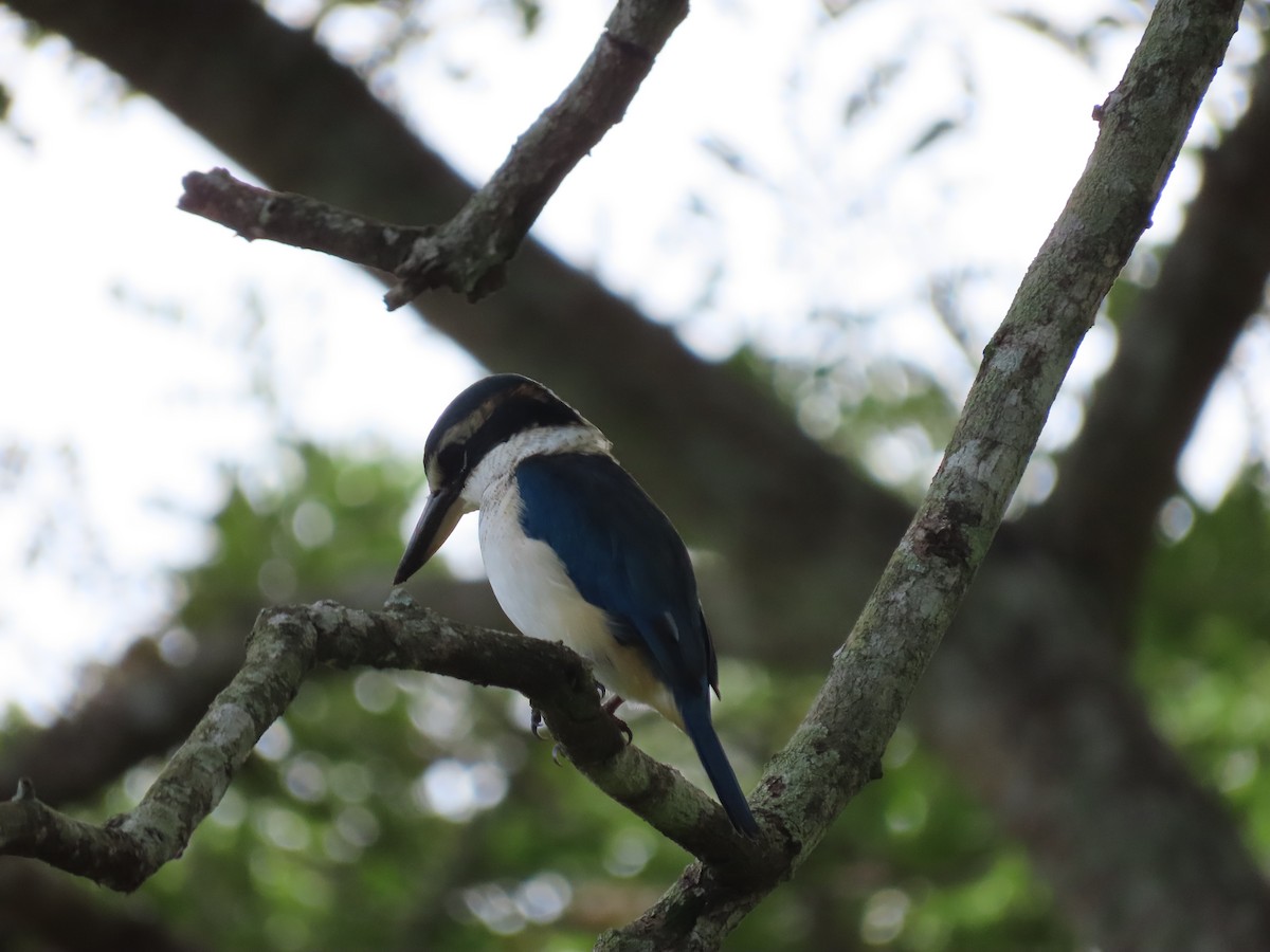Pacific Kingfisher - ML635775490