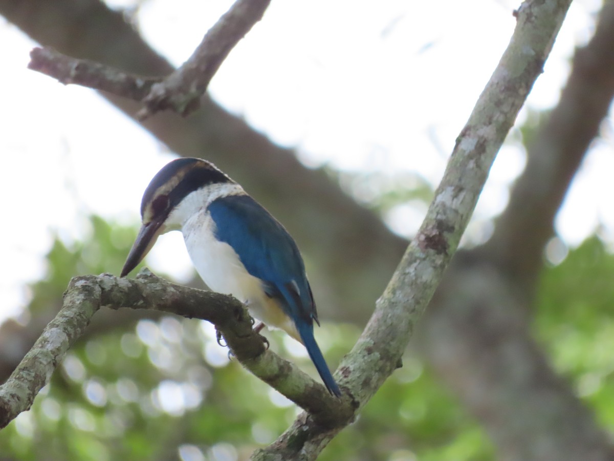 Pacific Kingfisher - ML635775509