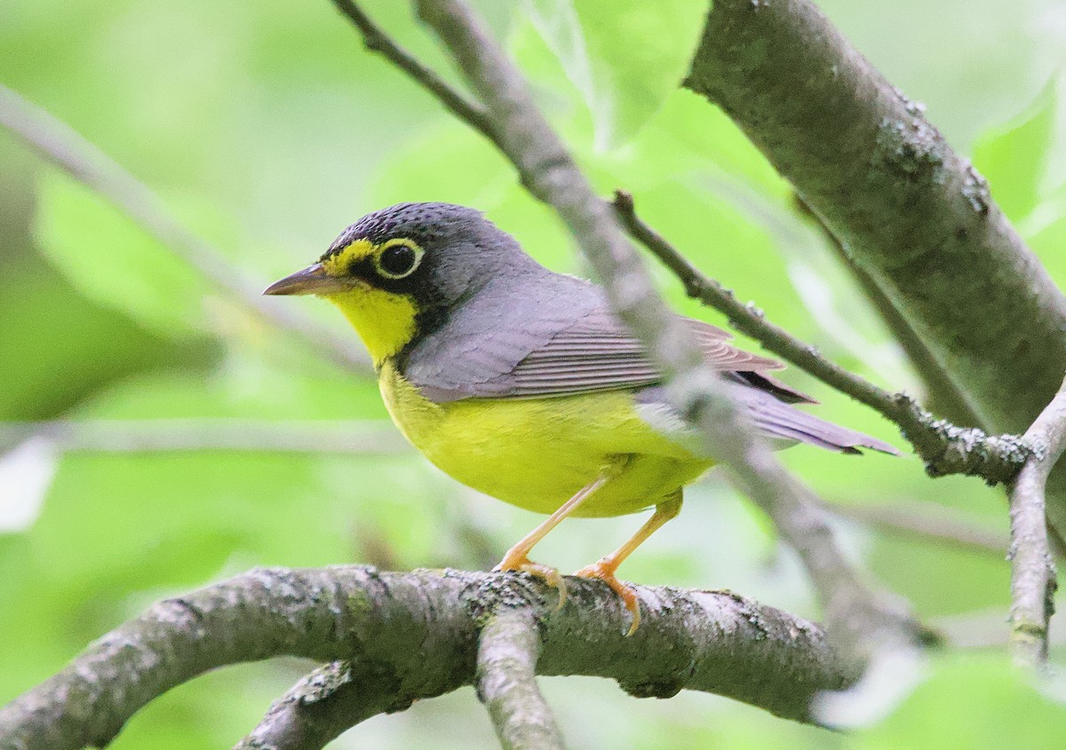 Canada Warbler - ML635775522