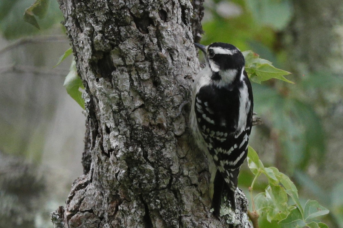 Downy Woodpecker - ML635775527