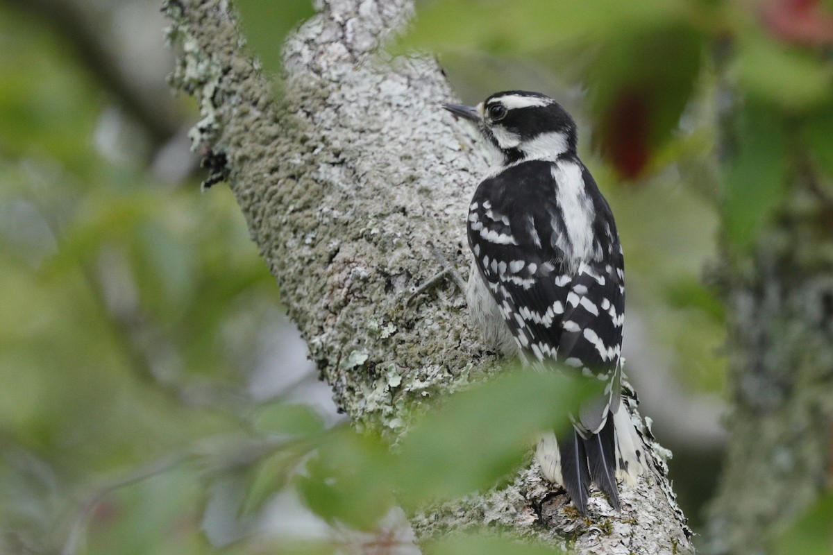 Downy Woodpecker - ML635775528