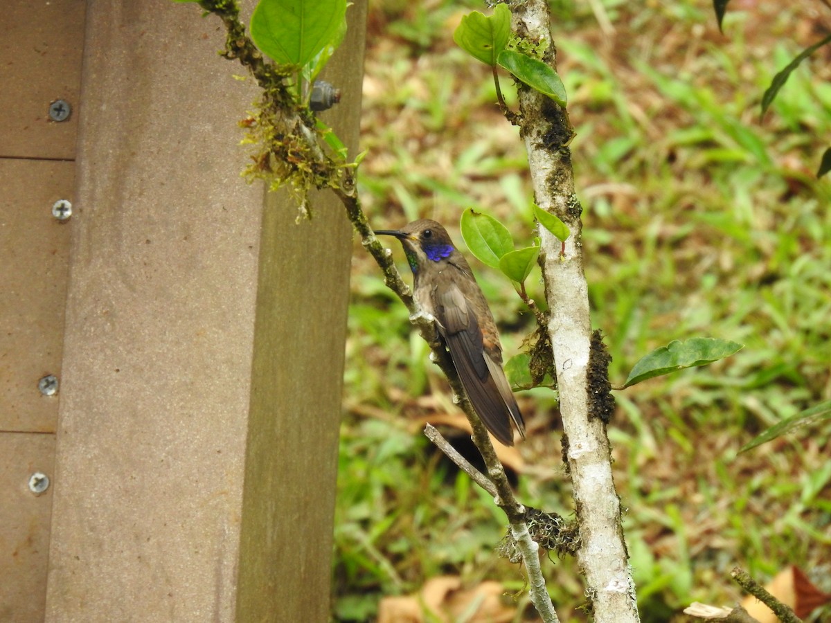 Brown Violetear - ML635775530