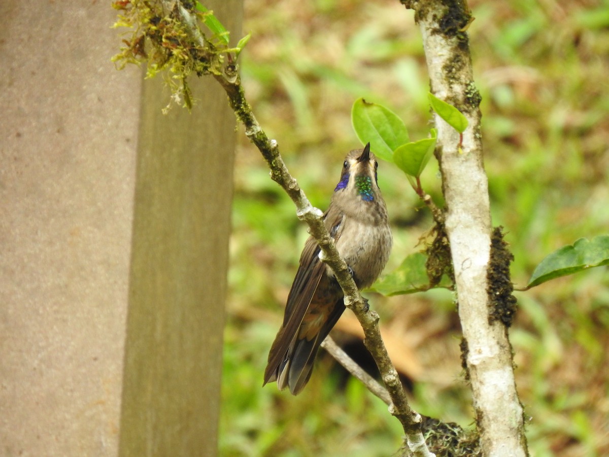 Brown Violetear - ML635775531