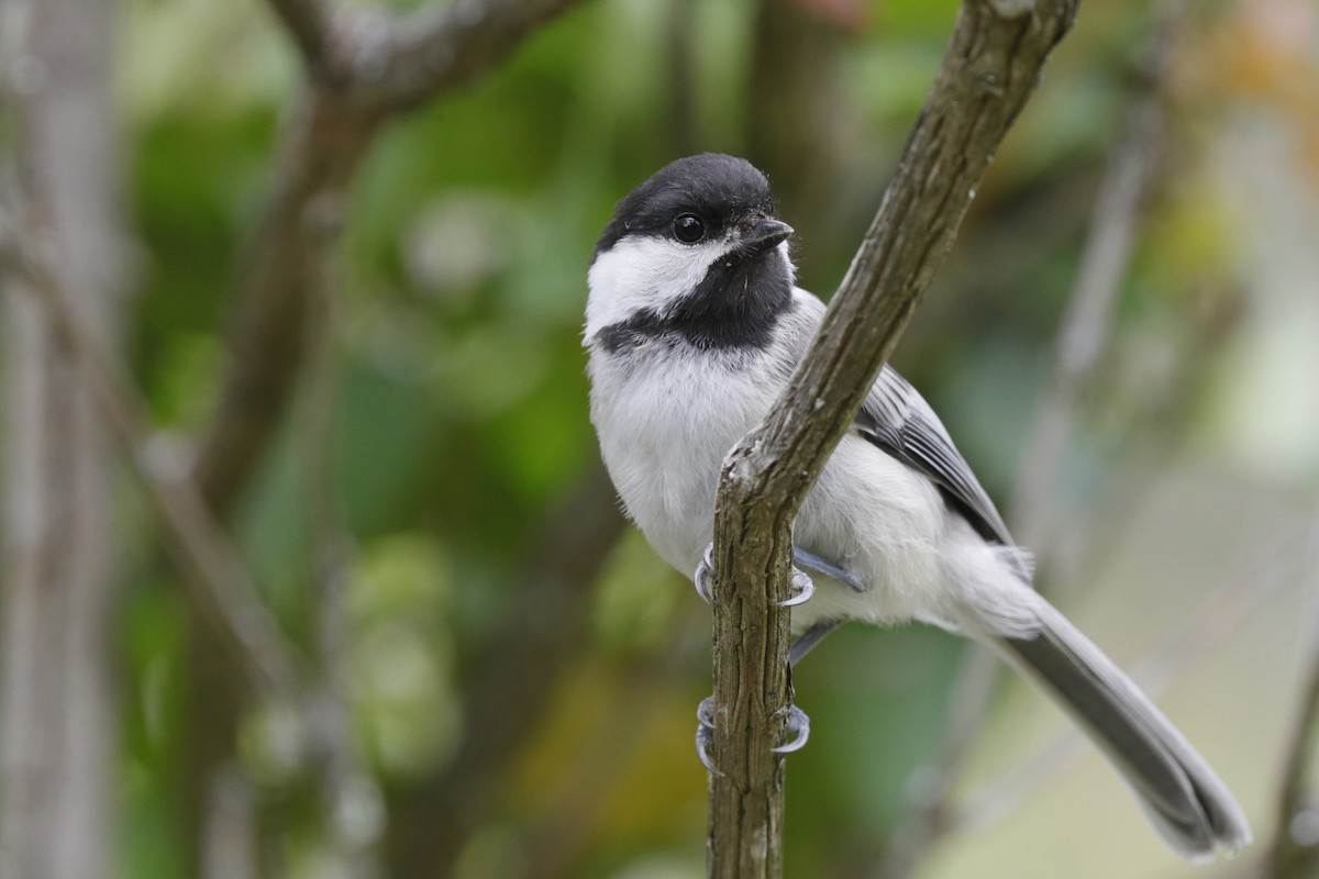 Black-capped Chickadee - ML635775549