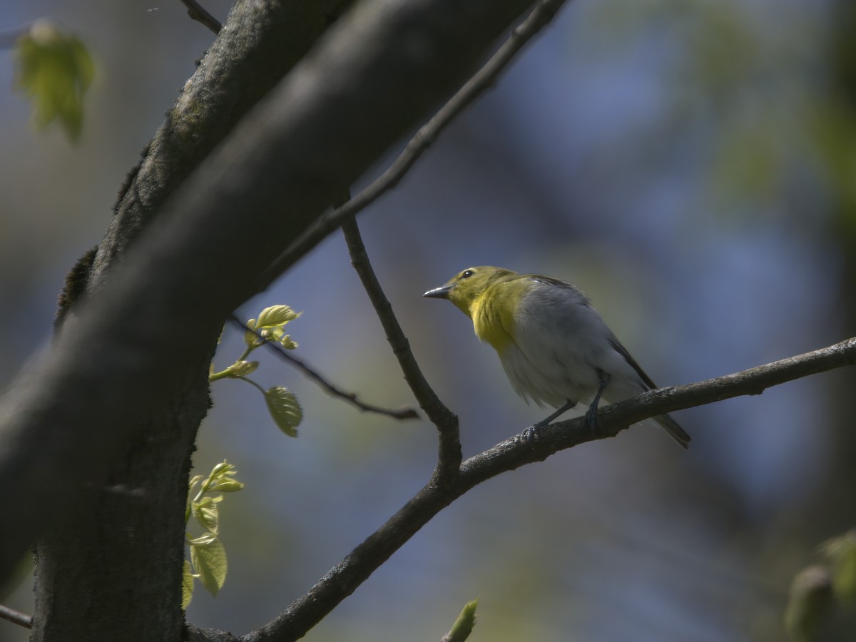 Yellow-throated Vireo - ML635775647