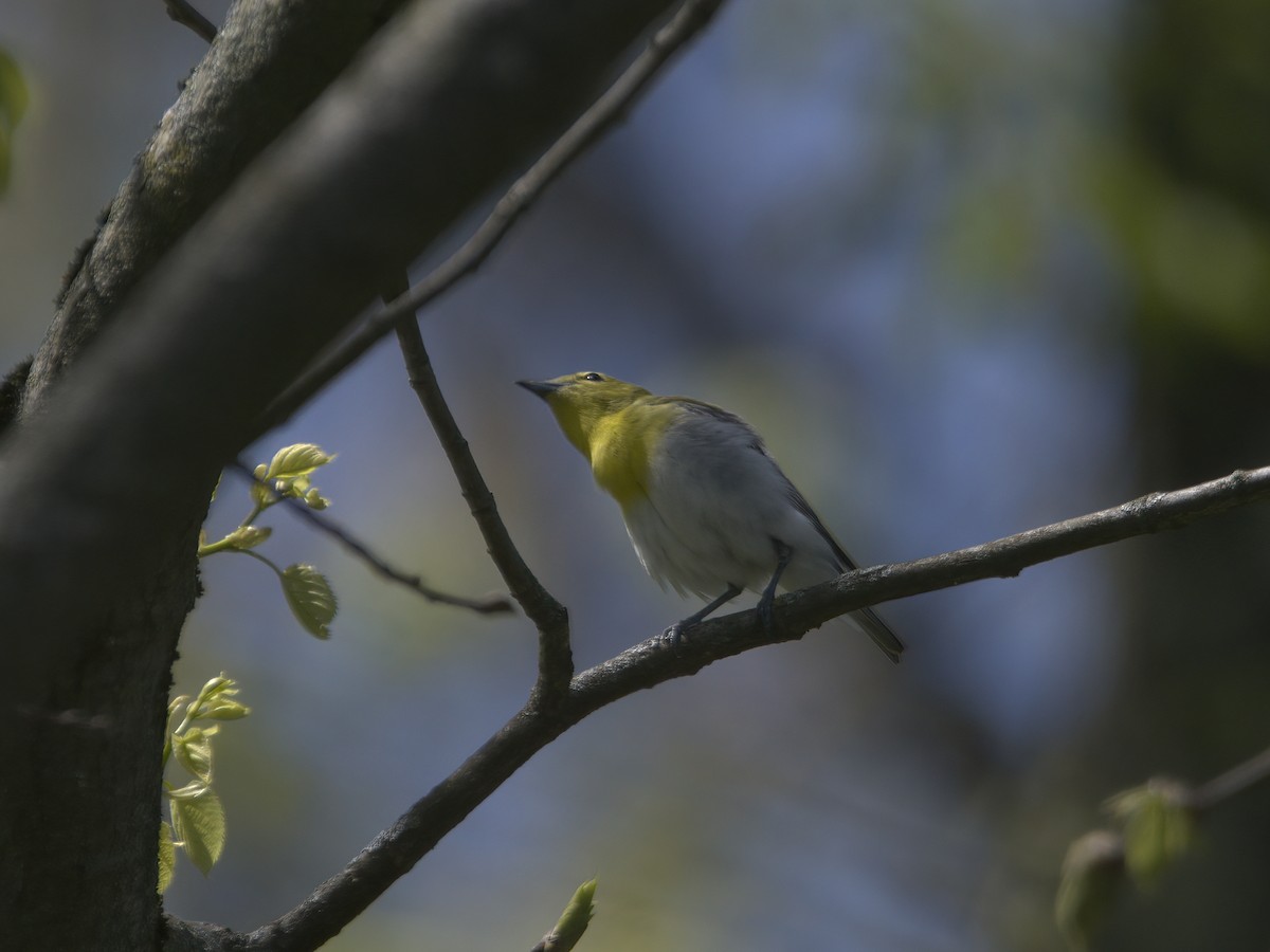 Yellow-throated Vireo - ML635775649