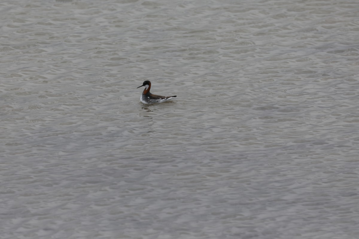 Red-necked Phalarope - ML635775652