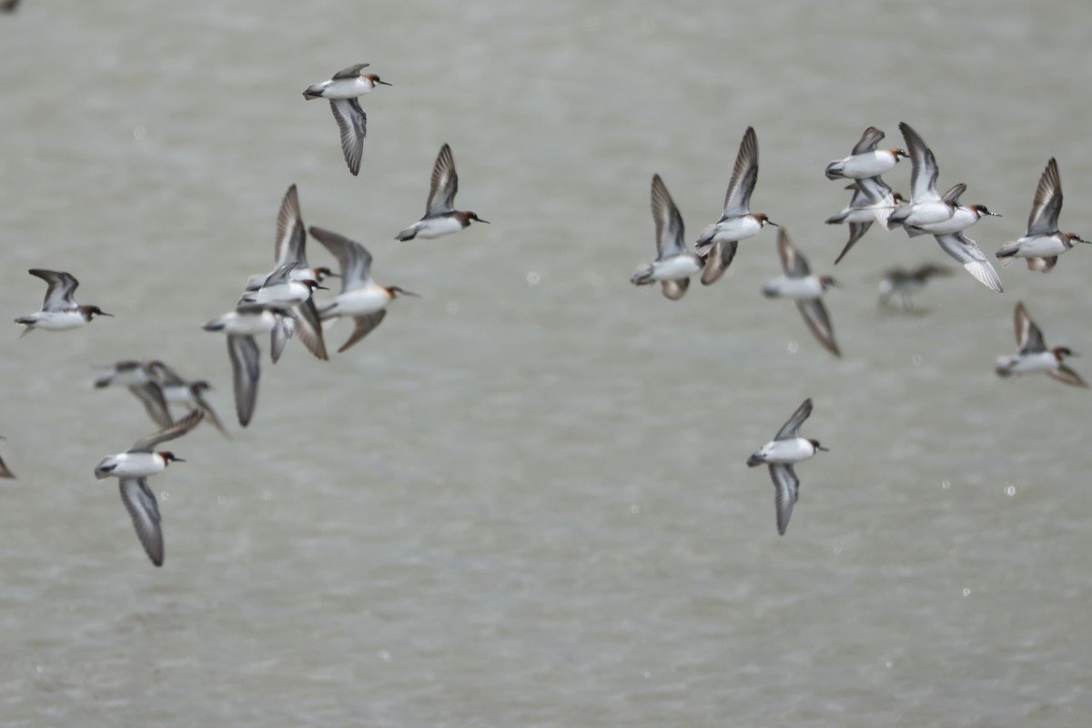 Red-necked Phalarope - ML635775653