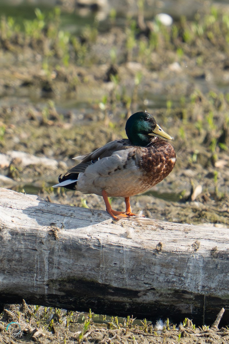 Mallard - ML635775667