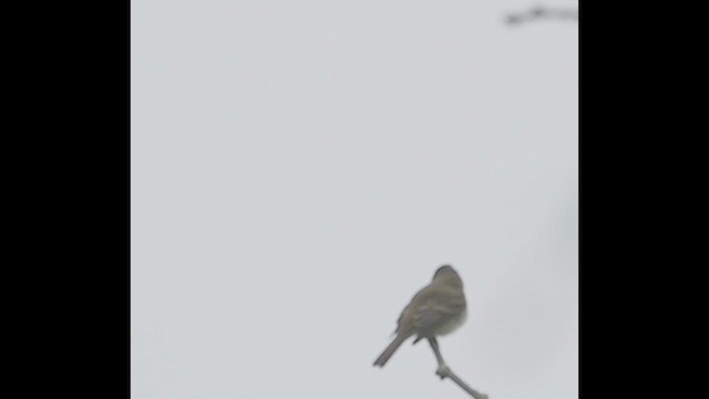Willow Flycatcher - ML635775692