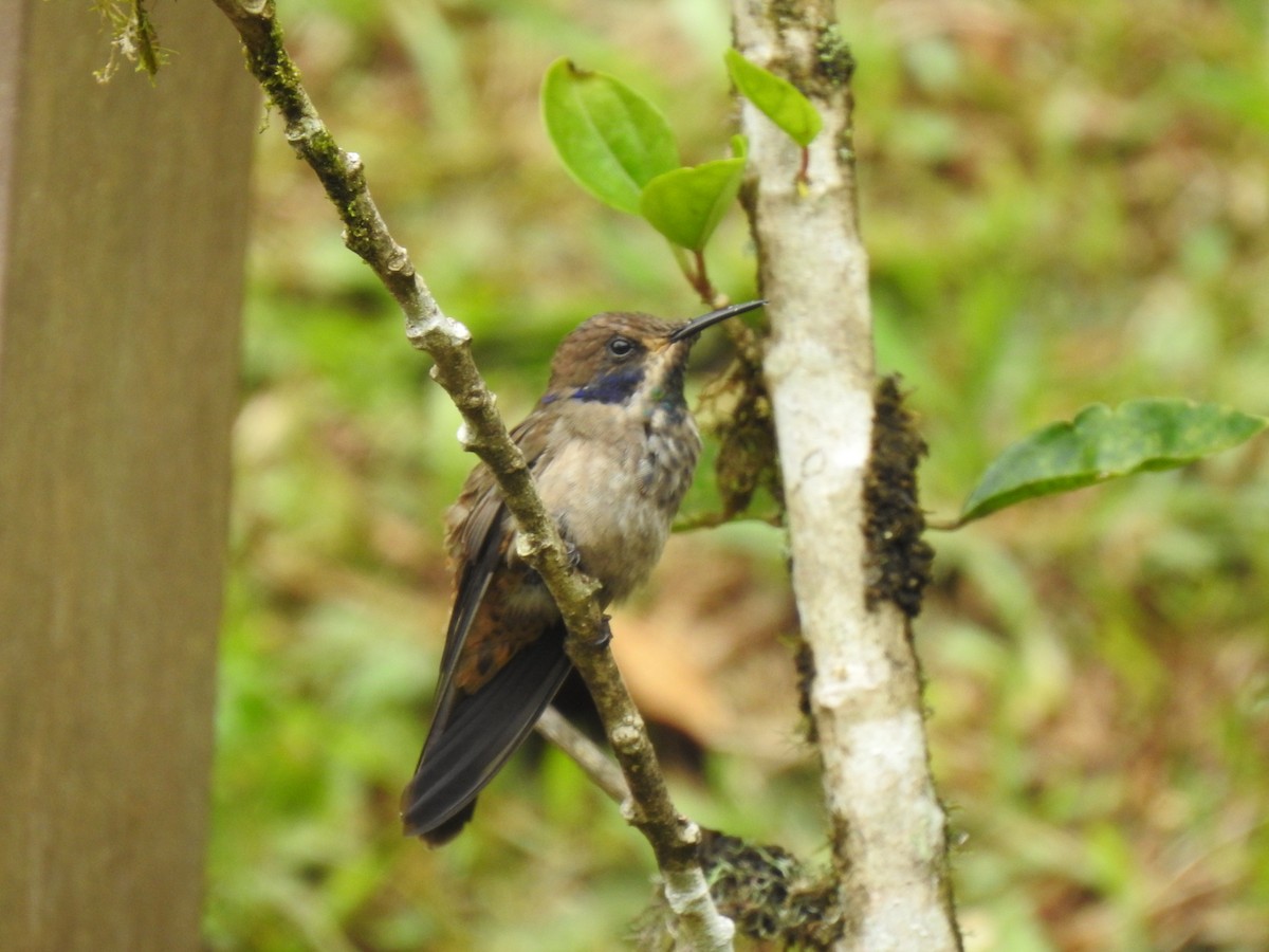 Brown Violetear - ML635775706