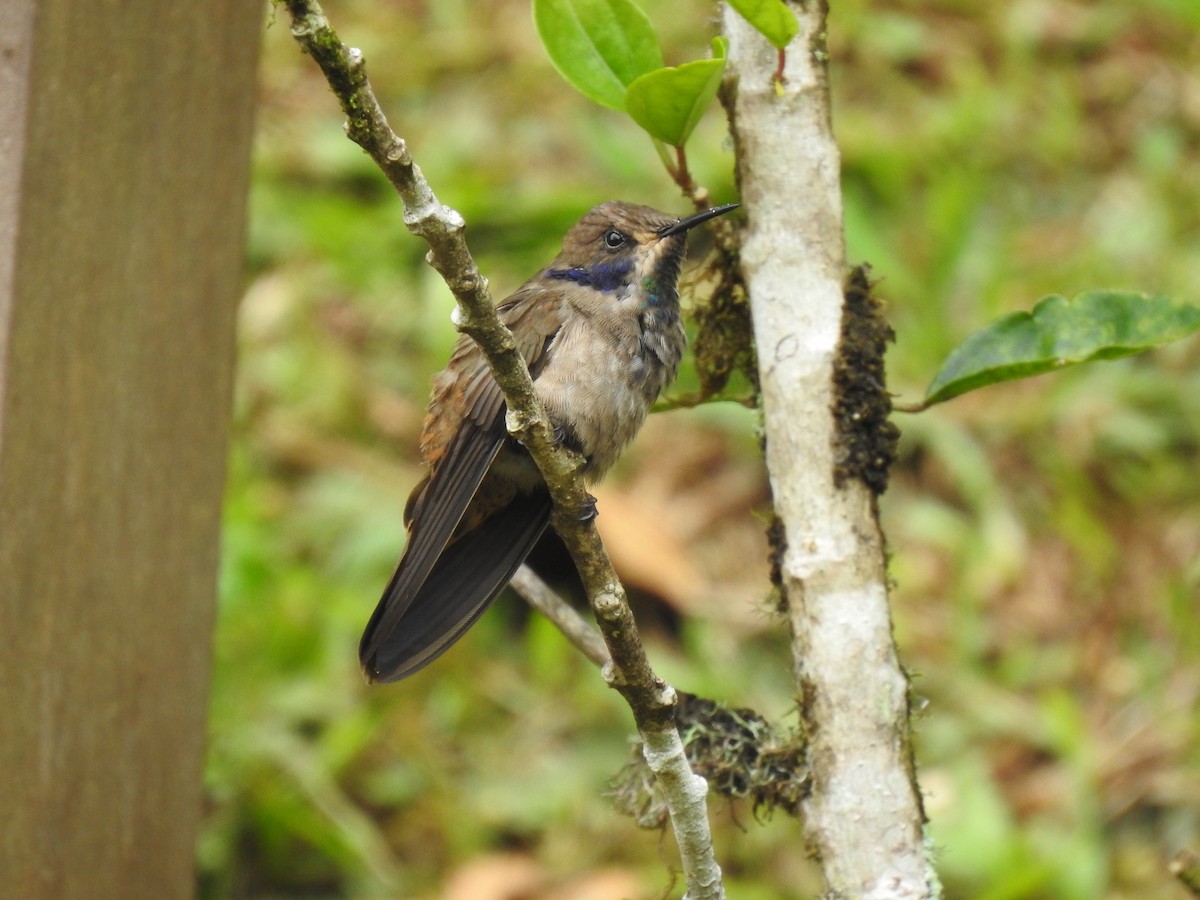 Brown Violetear - ML635775707